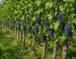 Winorośl ciemna Cabernet Cortis
