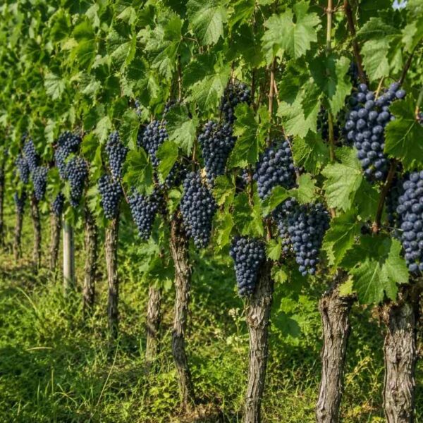 Winorośl ciemna Cabernet Cortis